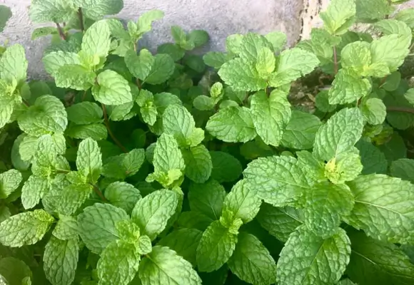 Chá de Hortelã: Descubra os Benefícios e Como Cultivar em Casa.