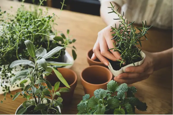 Guia completo de técnicas de cultivo para plantas medicinais em hortas caseiras.