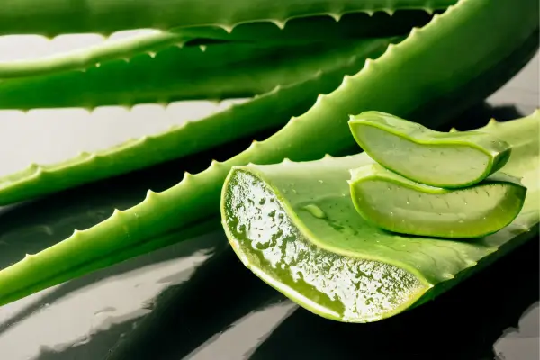 Aloe Vera e outras curiosidades: plantas medicinais com propriedades extraordinárias.