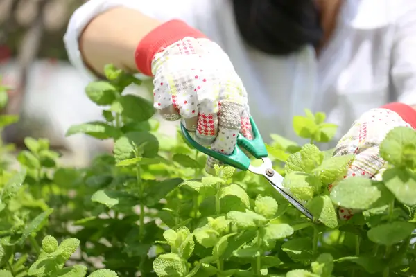 Boldo e seu cultivo em hortas caseiras