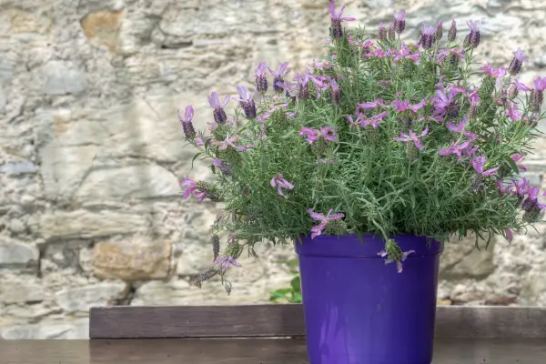 Lavanda em casa: como cultivar e aproveitar seus benefícios relaxantes.