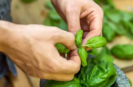 Manjerição: conheça os benefícios medicinais e como usar na cozinha